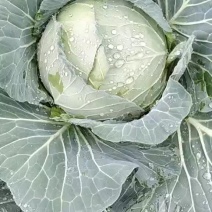 甘蓝