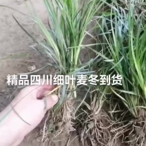 精品细叶麦冬