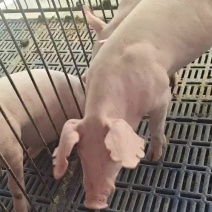 长白母猪公猪