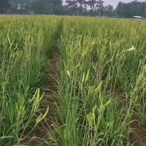精品黄花菜种苗现起现种质量好