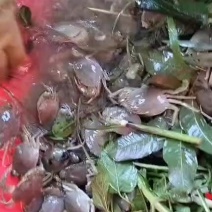 福建漳州本地海域海捕青蟹苗（猷蠓苗）活力非常好质量好
