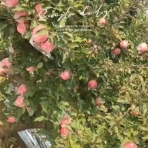 富士，大量供应