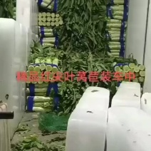 莴苣红尖叶莴苣三清保质保量产地直供代发全国，超市转供