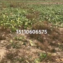 芥菜头青头萝卜大白菜加工厂货大量供应