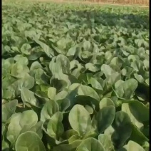 菠菜