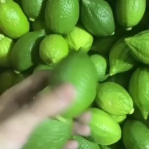 广东香水柠檬江门产地水份多果味足一级二级有货