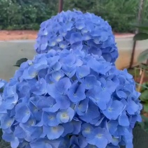 绣球花（八仙花）无尽夏绣球八仙花种苗绿化观赏绣球小苗不带