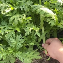 精品茼蒿大量供应，价格便宜，产地直供散装，精装，无烂叶