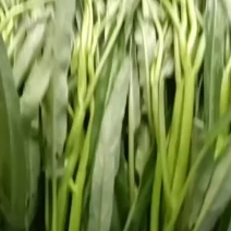 空心菜，产地直供，一手货源，量大从优，欢迎订购
