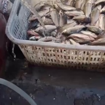 微山湖鲫鱼