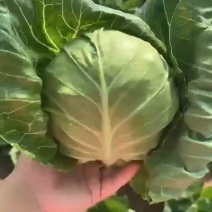 山东省潍坊市寒亭区，，，，甘蓝。