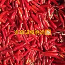 有需要的老板联系我！品种有辣椒王和红辣八号