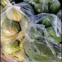河北省昌黎县铁头莲花白大量上市价格一毛