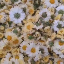 杭白菊