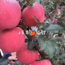 2025年新苹果上市