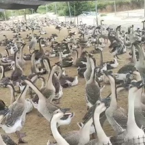 阳江鹅