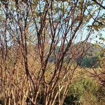 丛生紫薇