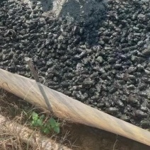 牛蛙