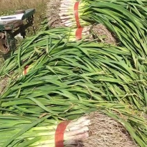 红根蒜苗