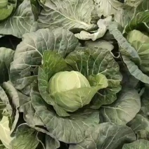 莲花白四季绿