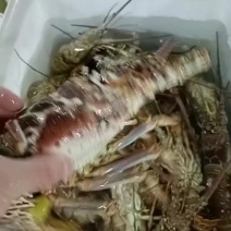 龙虾