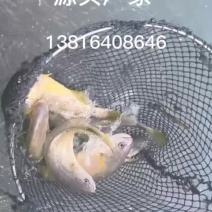 源头工厂好货正宗福建宁德大黄鱼，各种规格齐全，品质保证。