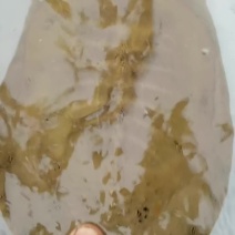 土甲鱼肉质紧实吃鱼虾螺浮游生物生长