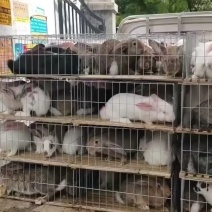山东种🐰养殖场欢迎你的到来。我场为繁育一体