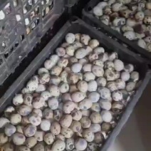 精品生鲜鹌鹑蛋