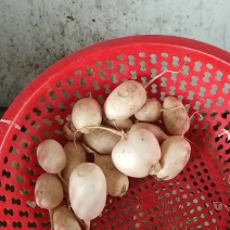 白萝卜