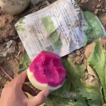 满堂红萝卜