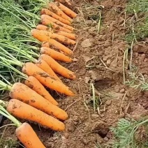 胡萝卜🥕