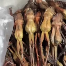 东北雪蛤油林蛙油林蛙新鲜干货都有批发零售都可以