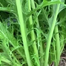雪里红沙洋蔬菜基地花叶雪里红，对接全国市场