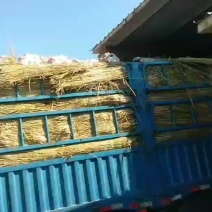 土豆种子公司，装车发货中，品种多，北京种业公司