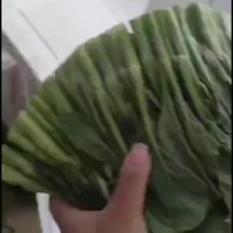 广东菜心菜苔基地直发保质保量售后无忧全国可发售后无忧