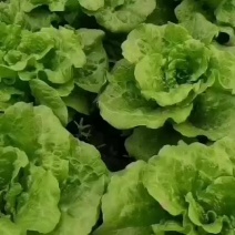 意大利生菜