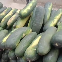 黑皮冬瓜全国各地发货价格优美