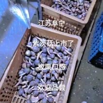 紫皮茨菇