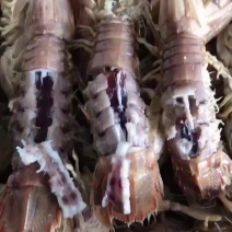 皮皮虾、码头一手货源、满足客户一切要求、量大从优