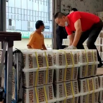 成都雨润市场泰国龙眼代卖