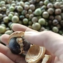 山茶籽油茶籽大量上市。广西河池片区