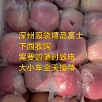 精品膜袋富士苹果深州宏图果蔬欢迎各种老板光临[握手]
