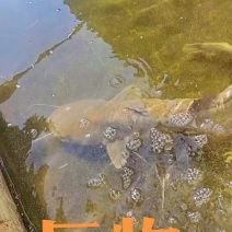 巧家县梨树钓塘大口鲶出售