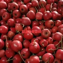 精品外吧红大量有货颜色鲜艳对接全国