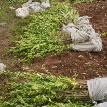 水蜡绿篱苗夹植水蜡小叶女贞丛生墩量大从优实地看苗