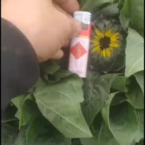 鲜切花向日葵