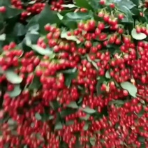 火龙珠