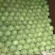 大棚圆包菜