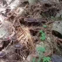 广西桂林野生黑灵芝生料灵芝菌种，直接打孔种植不用高温消度